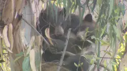 Group of bears spotted in trees of Encino, California neighborhood