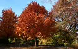 Peep this: NYC and New Jersey are in peak fall foliage mode