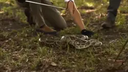 Hunters gear up for annual Florida Python challenge